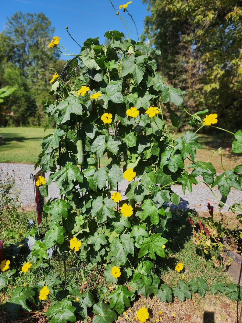 Squash, Gourd, Ornamental Luffa Loofah Sponge Seeds Lufa Seeds Luffa Seeds image 3