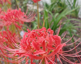 Lycoris Red Surprise Lillies/ Spider Lily/ Resurrection Lily Bulbs