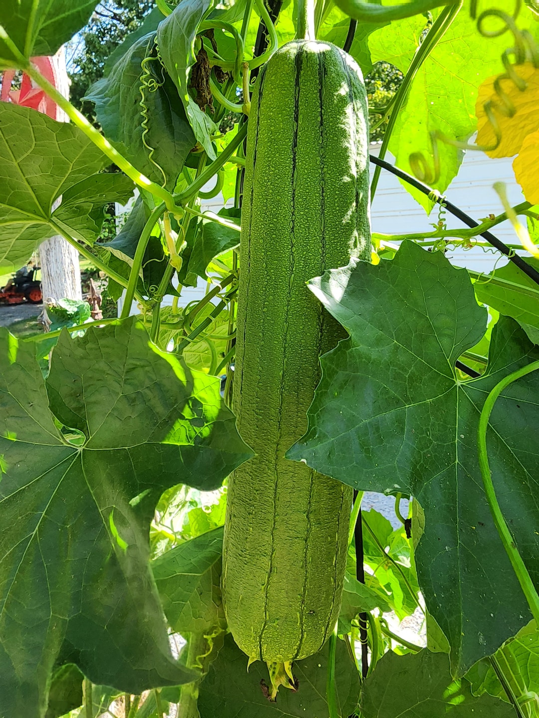 Squash, Gourd, Ornamental Luffa Loofah Sponge Seeds Lufa Seeds Luffa Seeds Etsy