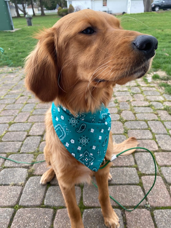 paisley dog bandana