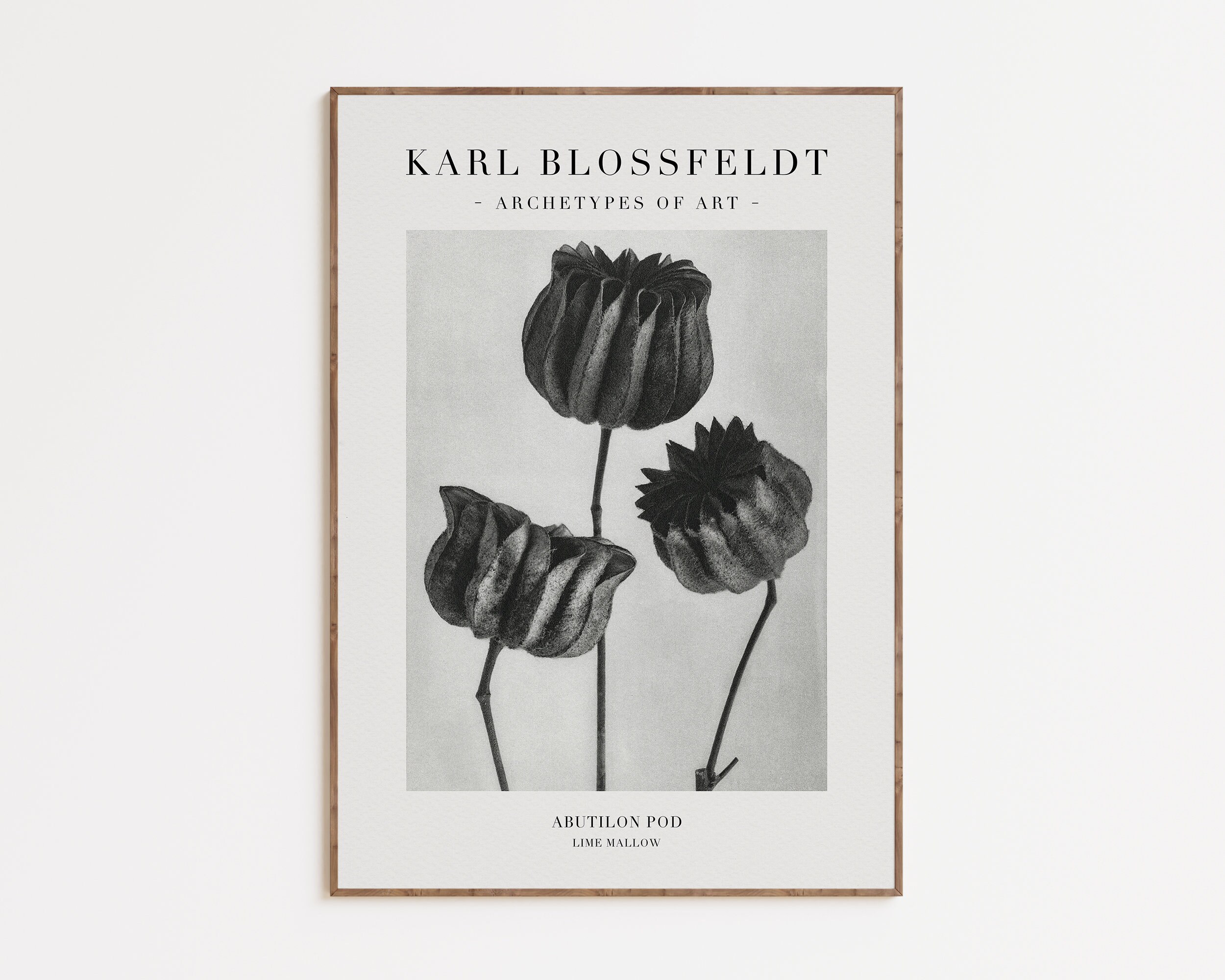 Karl blossfeldt - Etsy 日本
