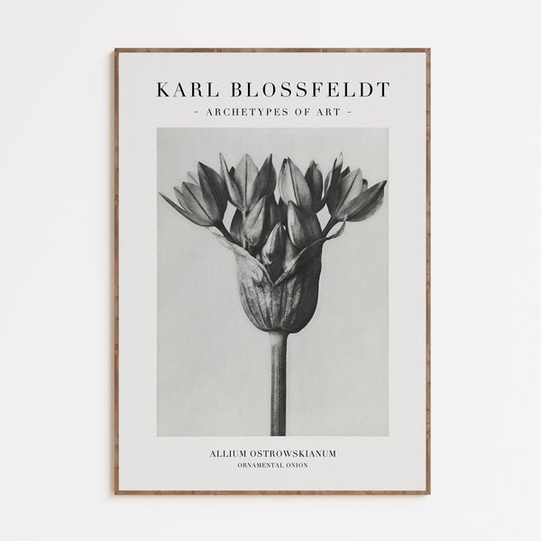 Karl Blossfeldt Photography Art Print, Minimalist Gallery Wall, Botanical Exhibition Poster, Vintage Printable Wall Art, Digital Download