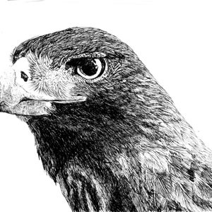 Harris hawk