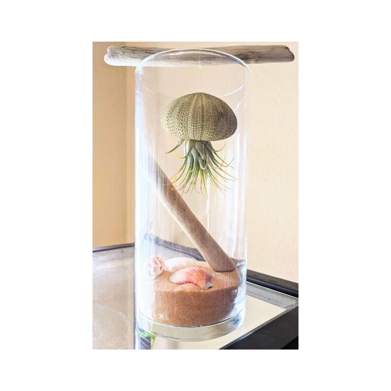 Jellyfish Air Plant Terrarium Etsy