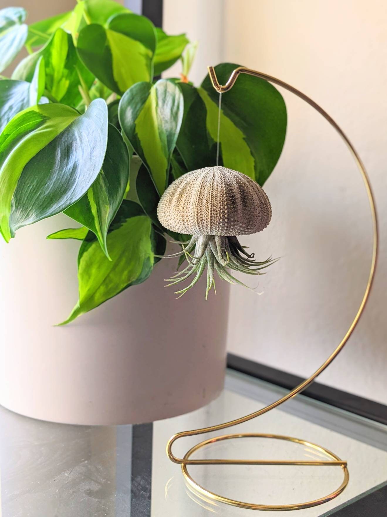 Hanging Jellyfish Air Plant with Gold Hanger Etsy