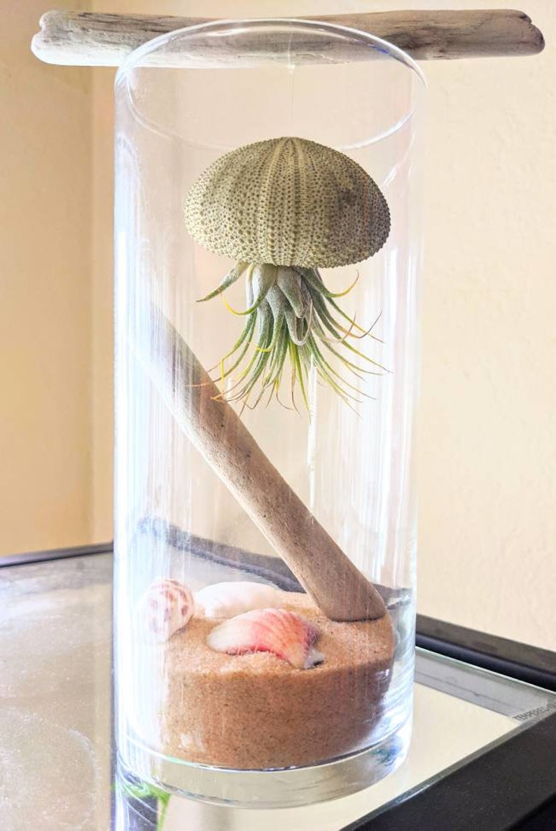 Jellyfish Air Plant Terrarium Etsy