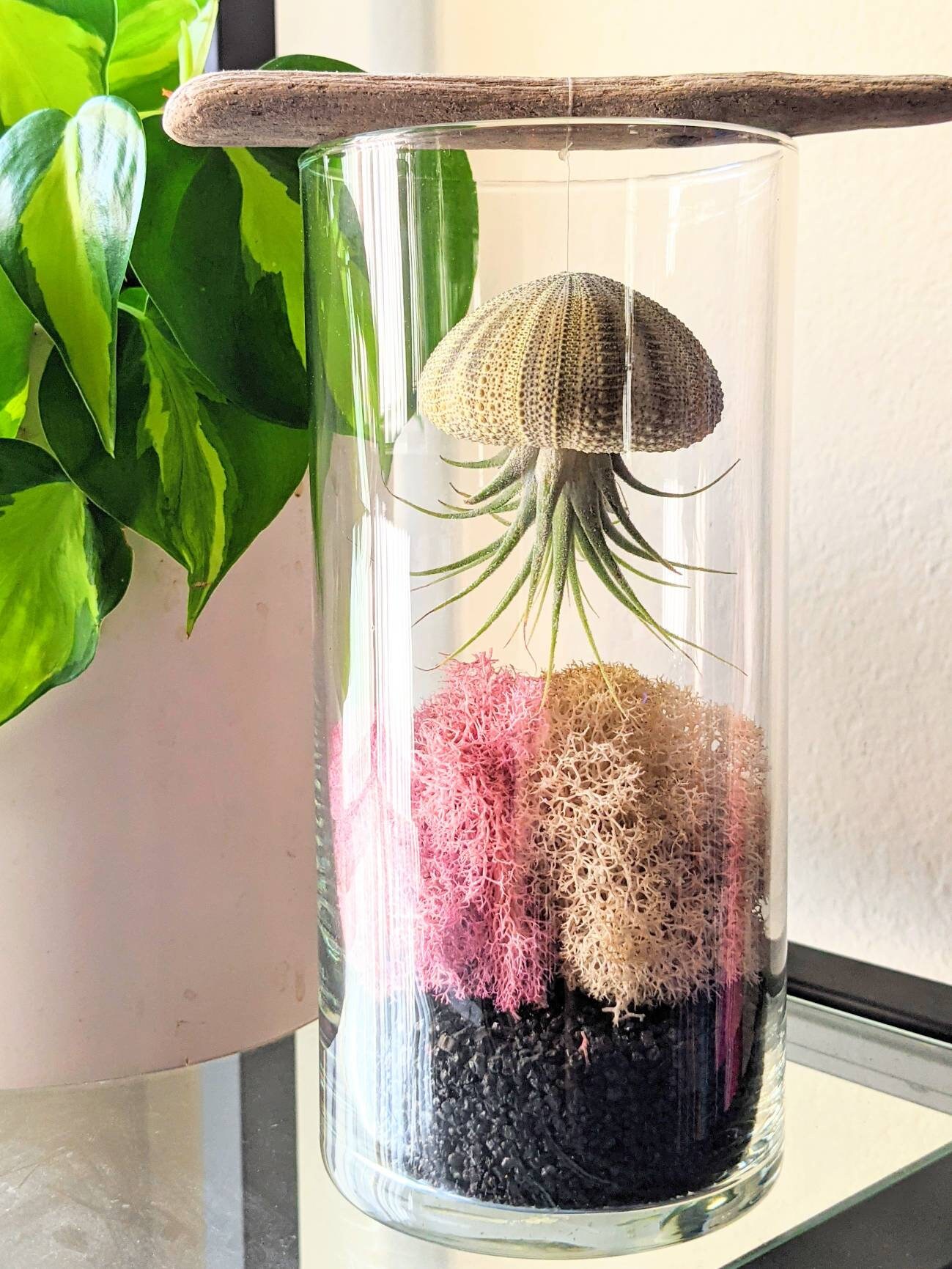 Moss Jellyfish Air Plant Terrarium Etsy