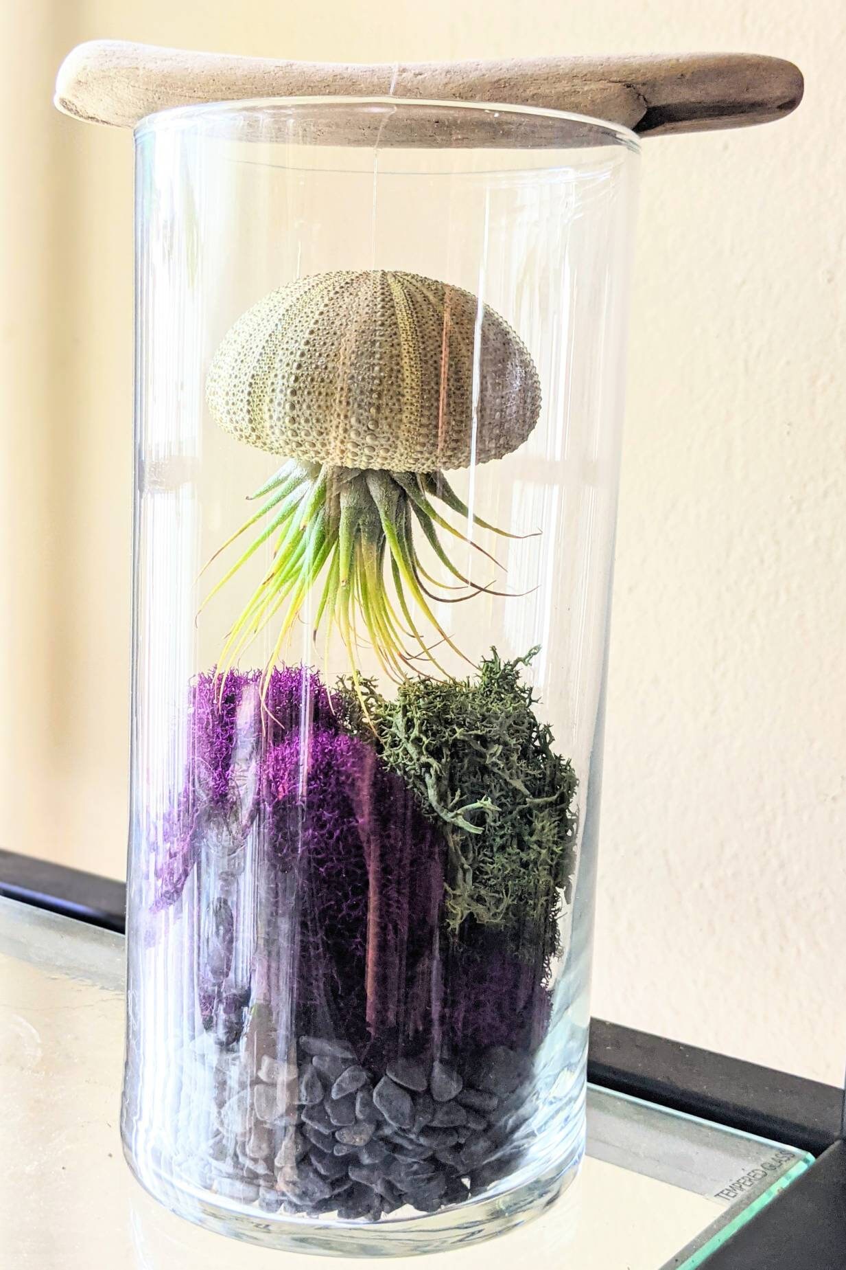 Moss Jellyfish Air Plant Terrarium | Etsy