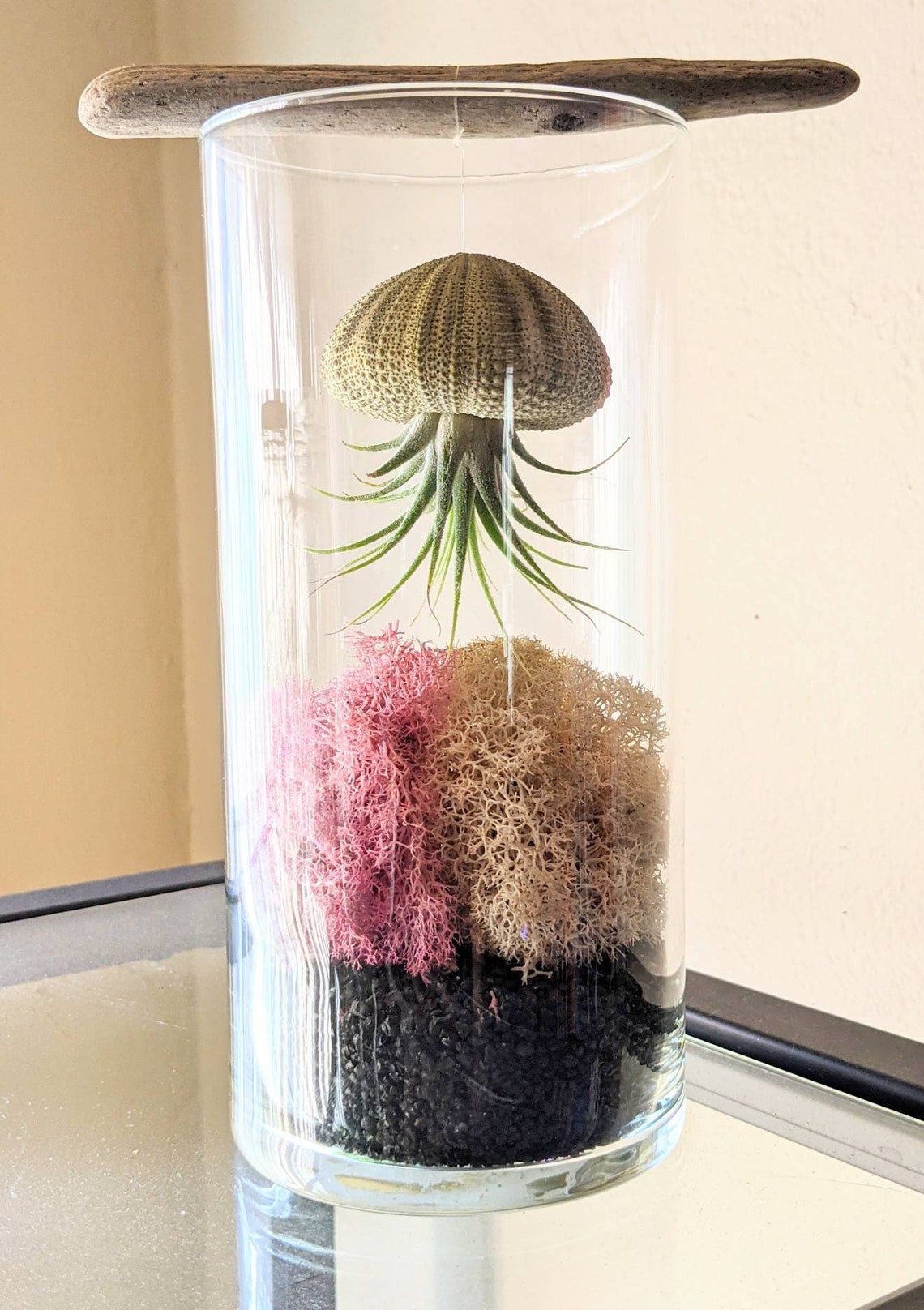 Moss Jellyfish Air Plant Terrarium Etsy