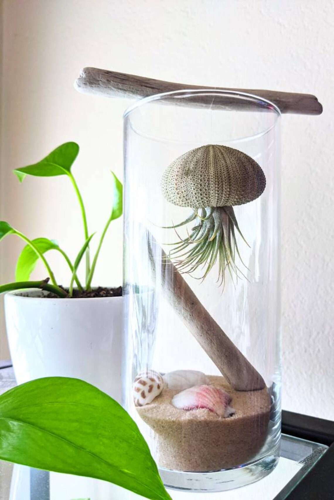 Jellyfish Air Plant Terrarium Etsy