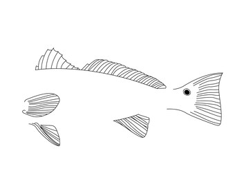 Download Red Drum Svg Etsy