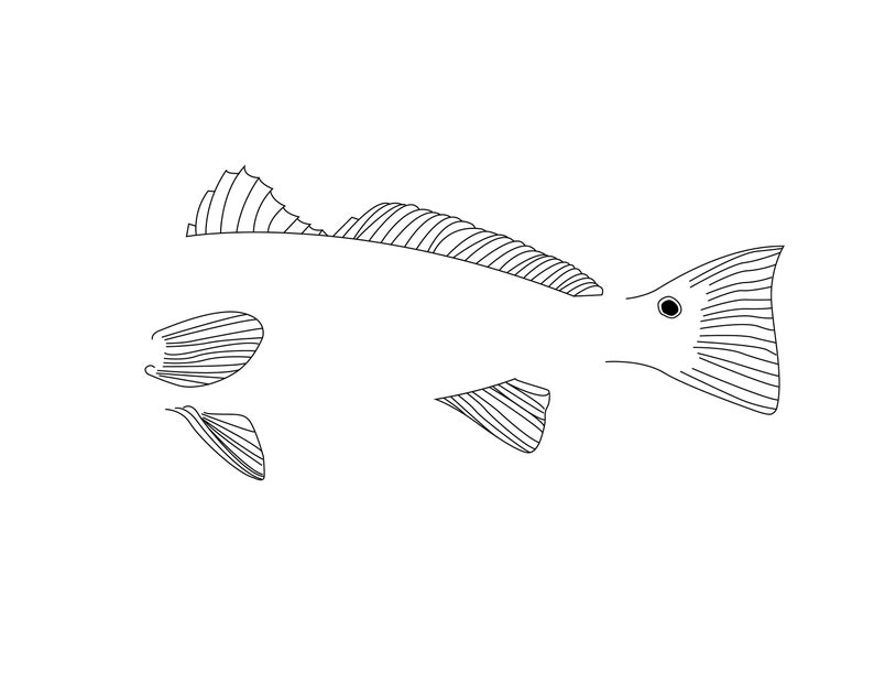 Download SVG Redfish Red Drum Fish Fins Digital Descargar Archivo de | Etsy