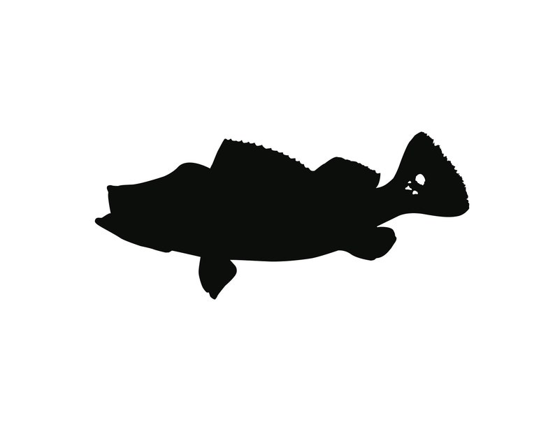 Download Fish Svg Png Jpeg Peacock Bass Fish Clip Art Digital Download Etsy