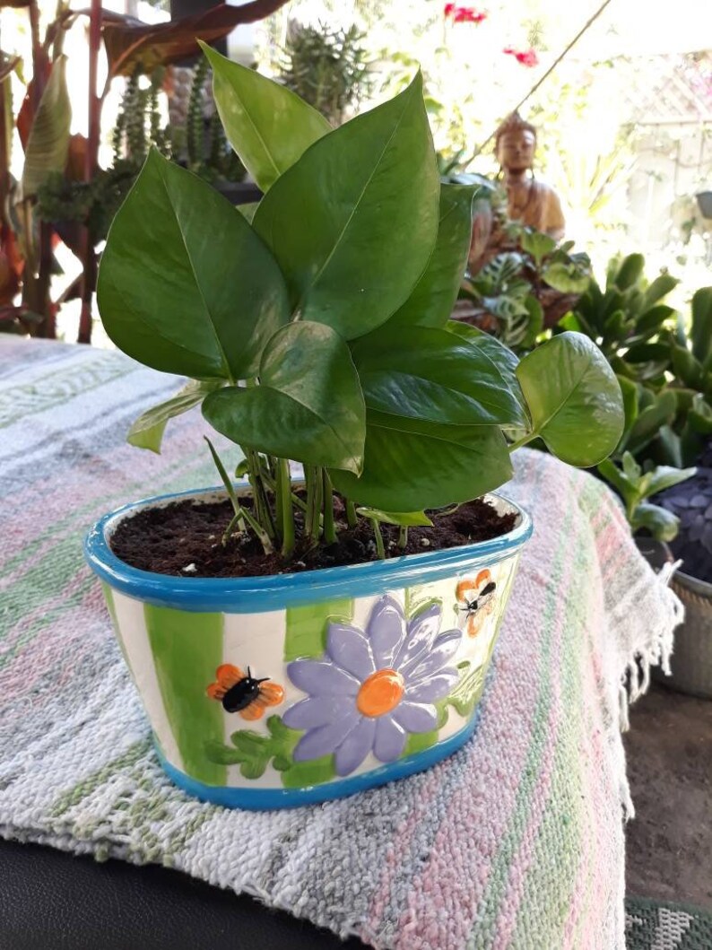Devil's Ivy / Money plant Etsy
