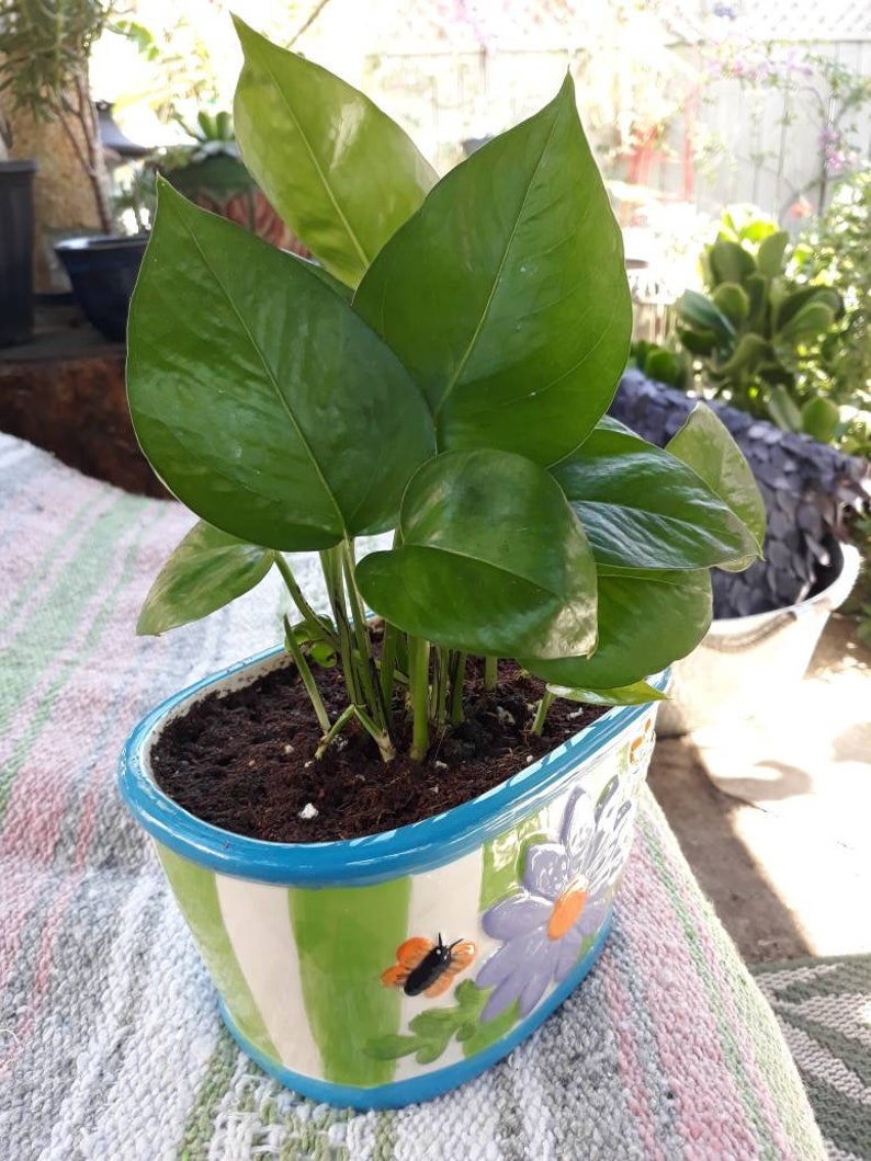 Devil's Ivy / Money plant Etsy