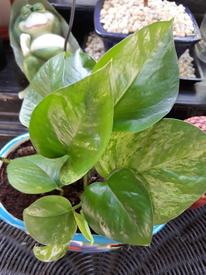 Devil's Ivy / Money plant Etsy