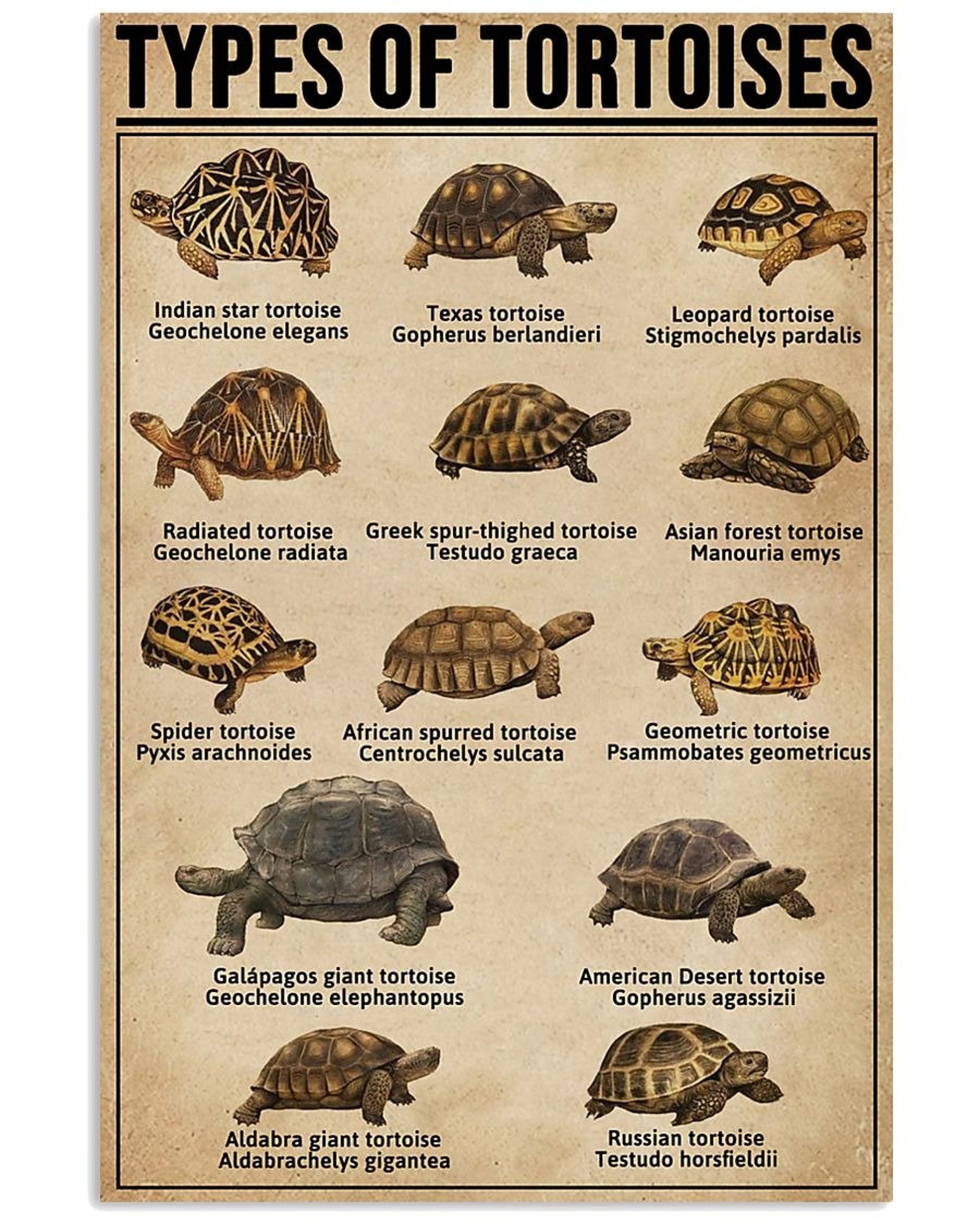 Types Of Tortoises Poster Etsy