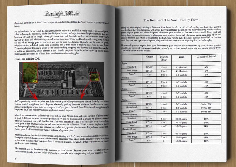 May include: A page from a book about fruit tree planting. The page includes a diagram of an orchard layout, a table with information about different fruit trees, and text about how to care for fruit trees. The text includes information about the height, years to bear, yield, and weight of a bushel of fruit.