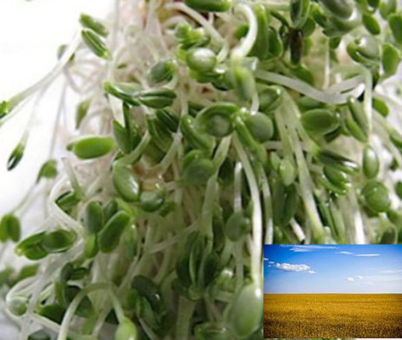 Linen Microgreen Flax seeds Sprouting Organic Microgreens Etsy