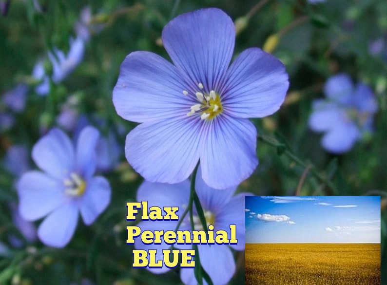Flax Perennial BLUE seeds 766 Weight 0 25g Used for Etsy