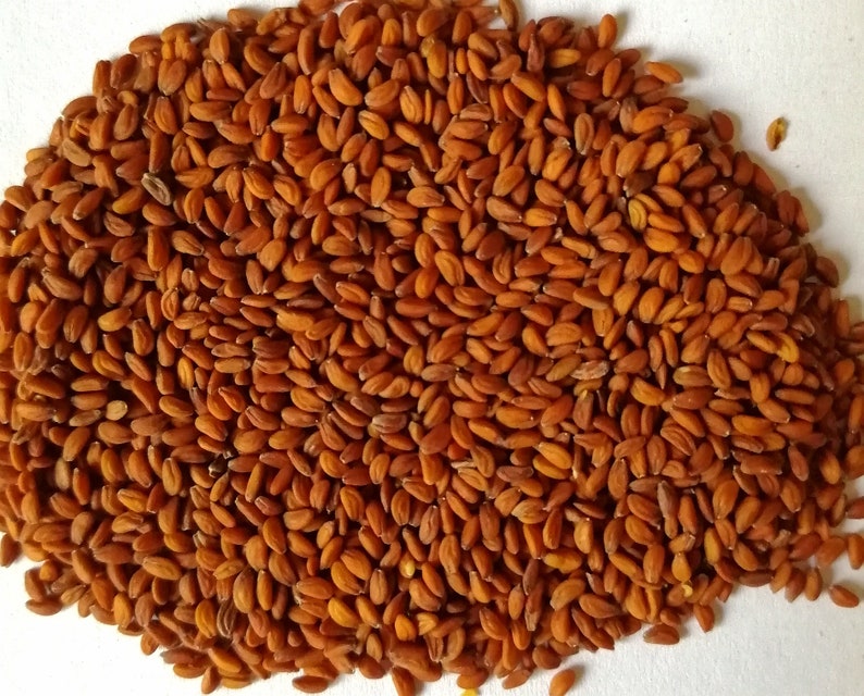 Watercress Seeds Sprouting Organic Microgreens 10G723 Etsy