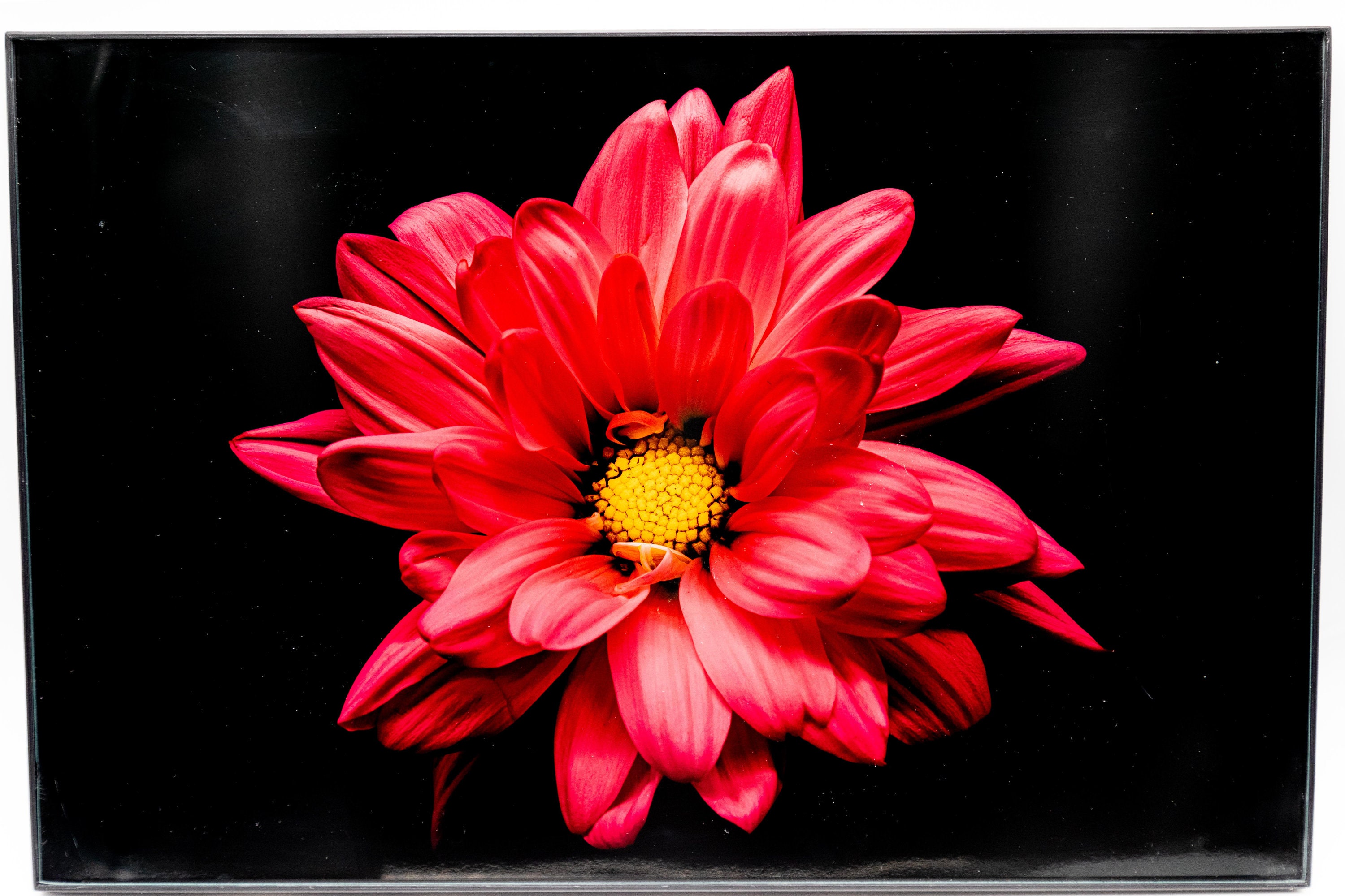 Red Flower Photography Digital Download Etsy