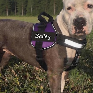 May include: A grey and white dog wearing a purple and black harness with the name "Bailey" on it. The dog is in a grassy field with trees in the background. The harness has a reflective strip.