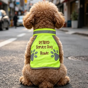 Puede incluir: Un caniche marrón que lleva un chaleco amarillo brillante con el texto "RETIRED Service Dog Bowie" y huellas de patas. El chaleco tiene ribetes plateados reflectantes. El perro está sentado en una calle pavimentada.