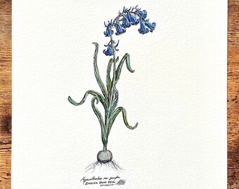 Blue Bells Original botanical illustration. A4 ink and watercolour English vintage, traditional wall art. Hand painted species drawing.