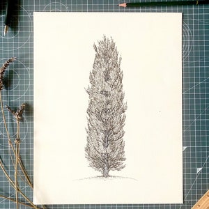 Pioppo / Disegno originale a inchiostro in bianco e nero disegnato a mano. Artista degli alberi MSillo. Grande opera d&#39;arte murale raffigurante un albero alto.