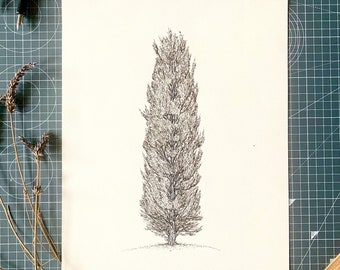 Poplar | Original hand drawn black and white ink drawing. Tree artist MSillo. Large tall tree wall artwork.