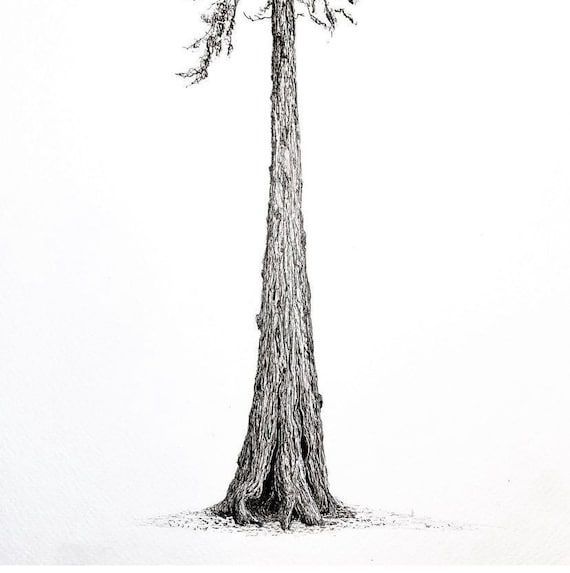 Giant Sequoia Note Card