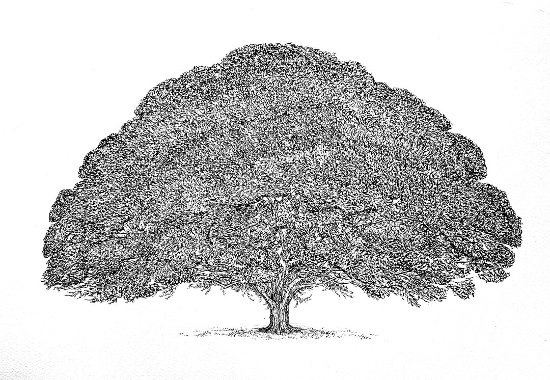 Ink Tree Oak No 3 | Large Landscape Wall Artwork. Hand Drawn, Black and ...