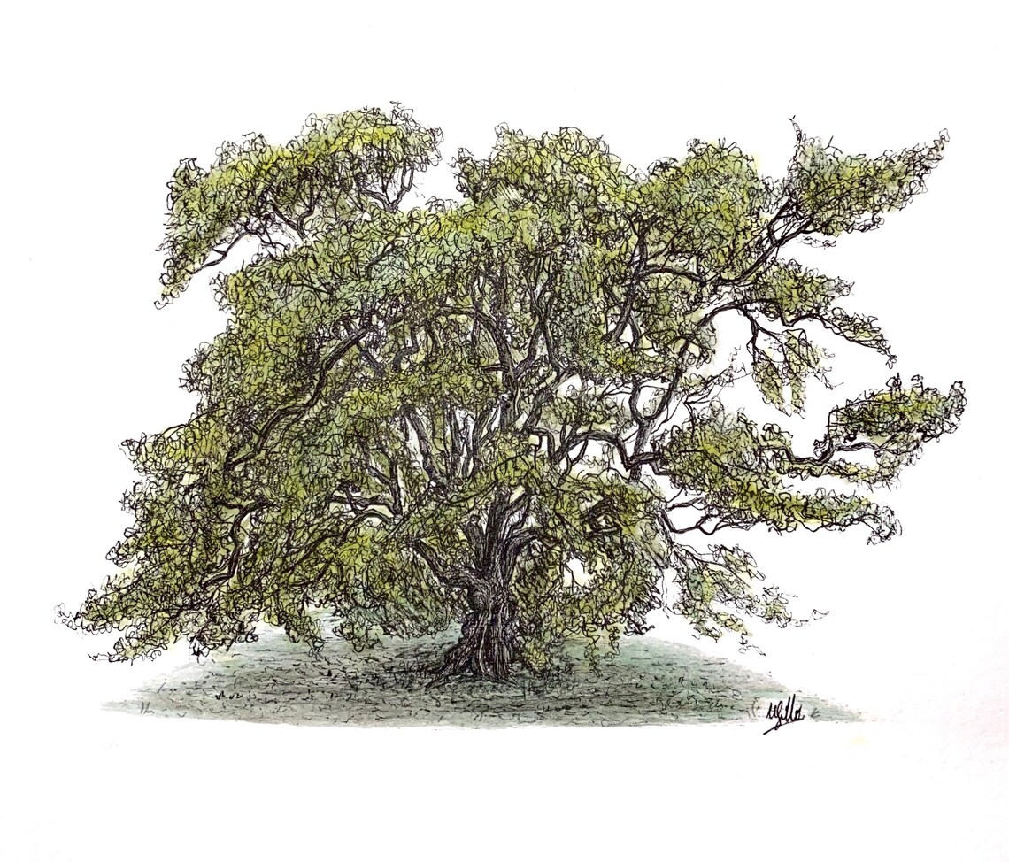 Eiche Original Fine Line Tinte & Aquarell Malerei / englische | Etsy