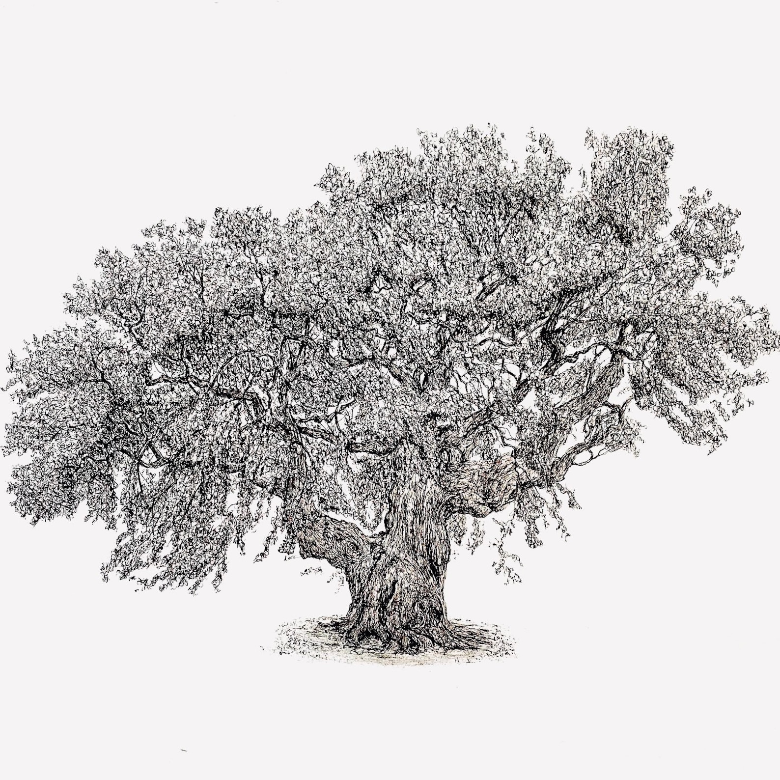 Oak Tree Original ink drawing MSillo. Sherwood Forest Major Etsy