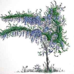 Wisteria Tree painting. Original tree artist. Sumi Ink, watercolour. White blue purple flowers. Fine line, hand drawn. Wall painting