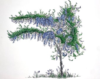 Wisteria Tree painting. Original tree artist. Sumi Ink, watercolour. White blue purple flowers. Fine line, hand drawn. Wall painting