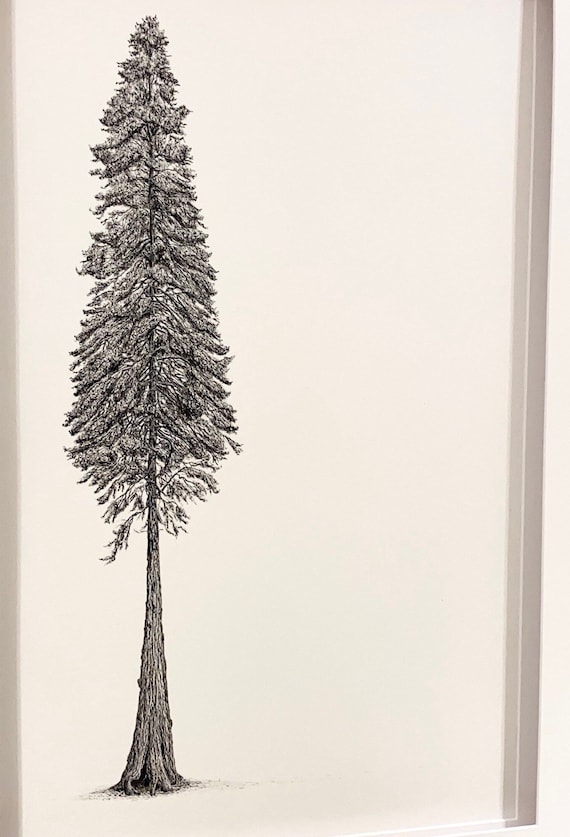 METHUSELAH REDWOOD TREE Santa Cruz Mountains, California, Forest, Ink &  Watercolor Painting, Drawing, Nature Sketchbook, Art, Drawn There - Etsy