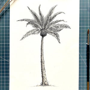 Originele tekening, palmboom. Californische natuur. Fijne lijn, gedetailleerde pen- en inktschets. Zwart-wit kunstwerk aan de muur, botanisch detail.