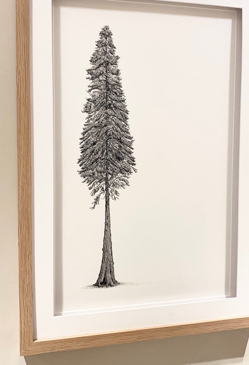Original Ink Redwood Tree Large Wall Artwork. Black and Etsy