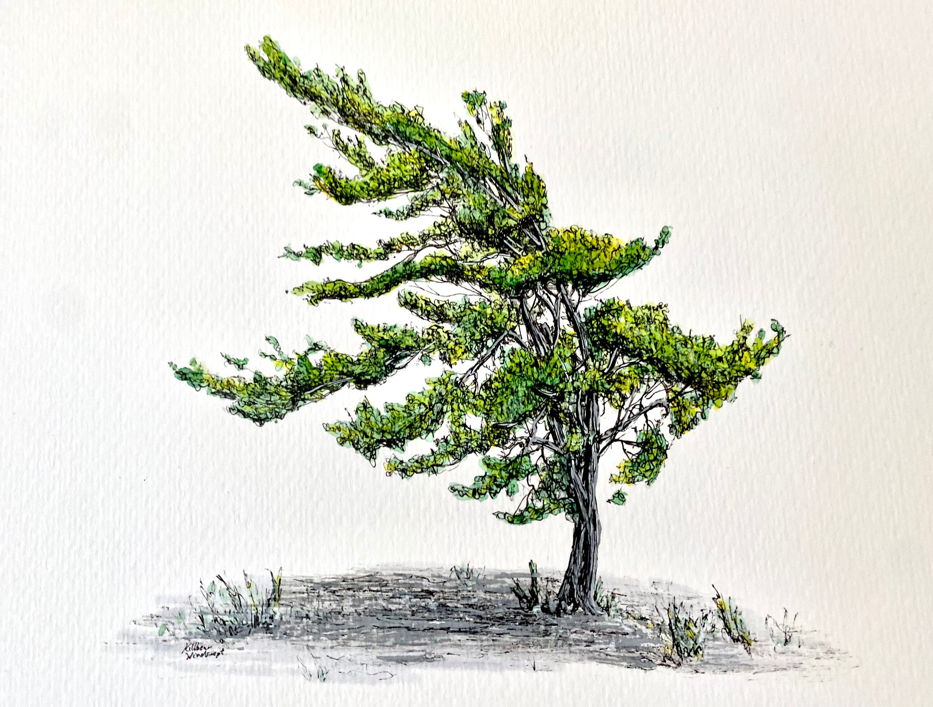 Windswept Tree Original, Killbear Park, Sunset Rock Ontario