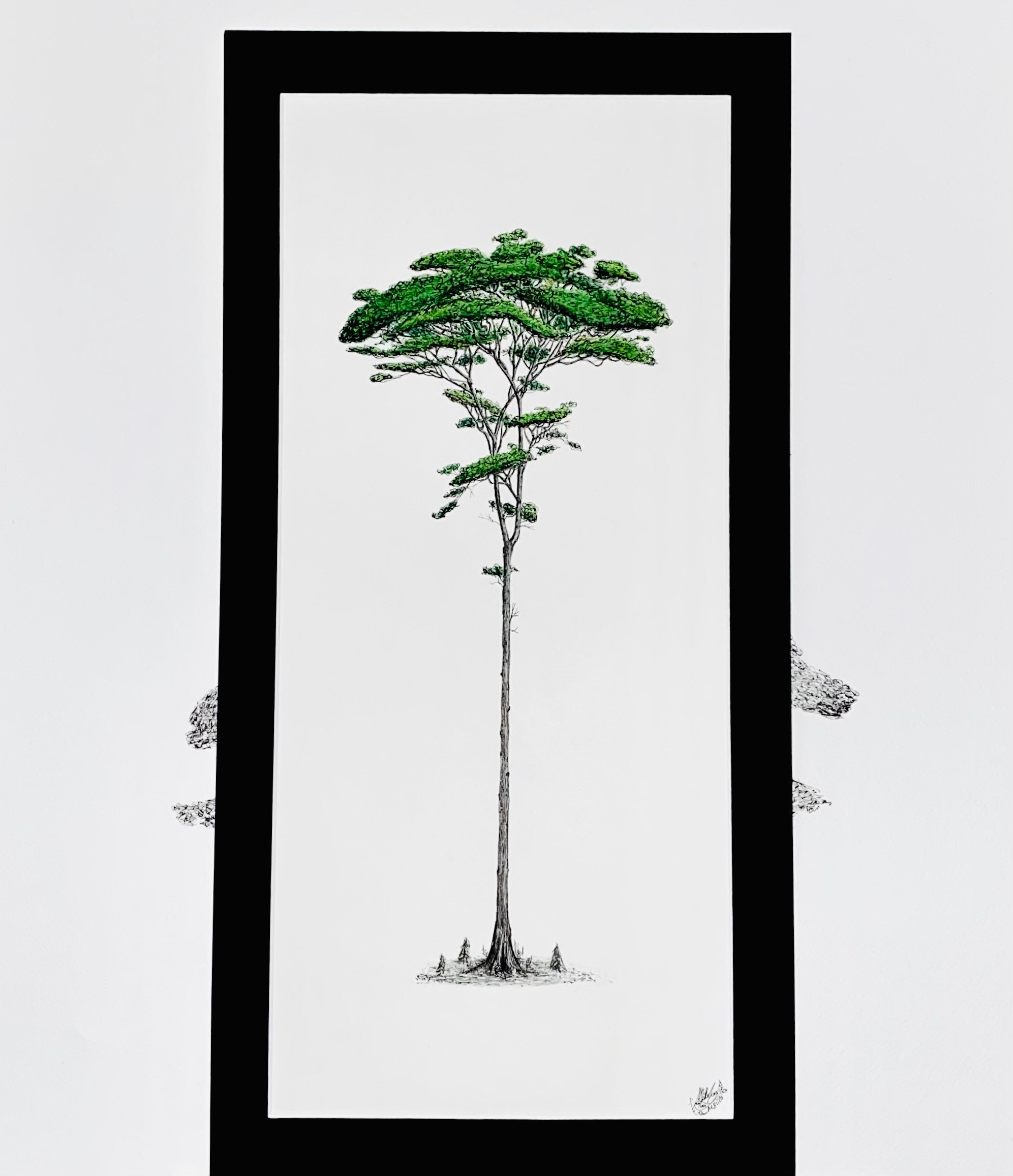 Original Tree Drawing. Umbrella Pine Tall Wall Artwork. Etsy