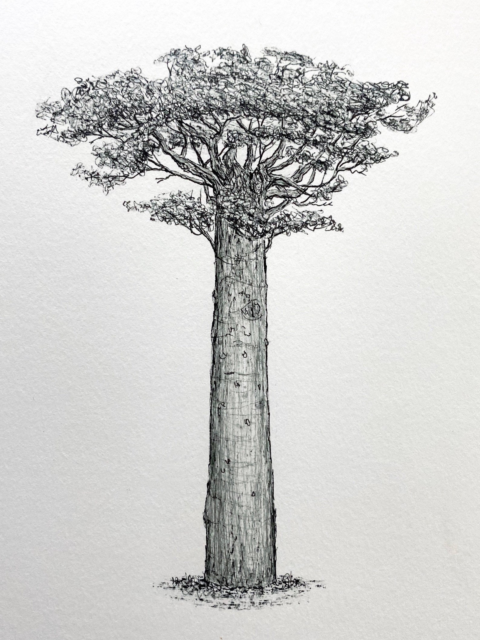 Baobab Ink Drawing. Original hand drawn fine line. Black and Etsy