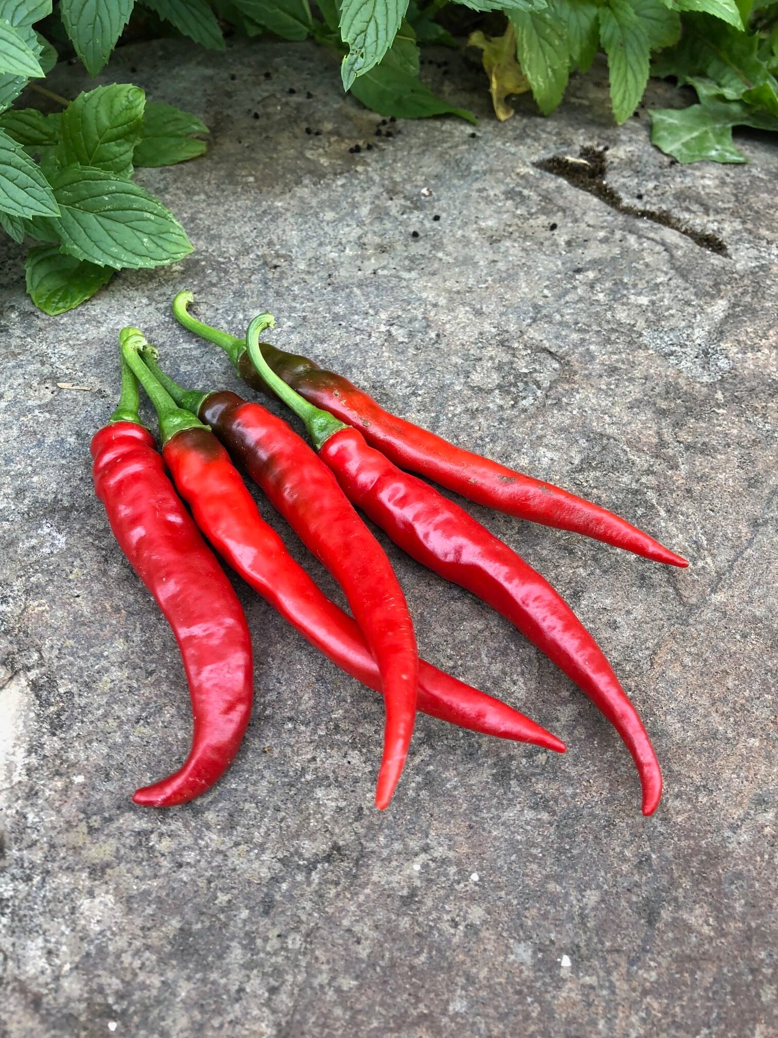 Fresh Ground Ring of Fire Cayenne Pepper Powder Etsy