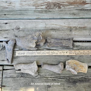 Naturally cleaned bone fragments pieces craft grade altar bones scatter science educational supplies animal bones excavated ethically source