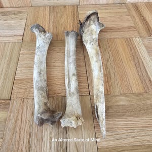 Naturally cleaned deer bones lot, leg bone, real animal bone, craft grade, ethically sourced specimen, altar decor, deer doe bone,