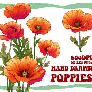 vintage Hand Drawn Poppy Clipart, Poppy dessiné à la main PNG, Art Nouveau Poppy Flower, Illustration Poppy Digital, Poppy Clip Art, Sublimation