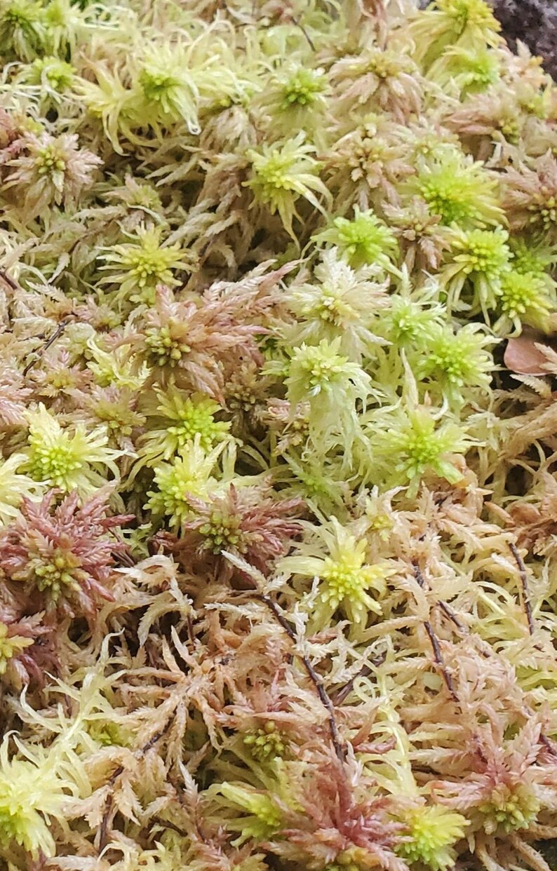 HIGHEST quality LIVE Sphagnum Moss healthy and beautiful As Etsy