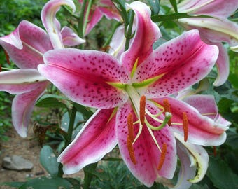 Stargazer Oriental Lily Bulb