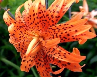 Double Tiger Lily Flore Pleno Lily Bulb